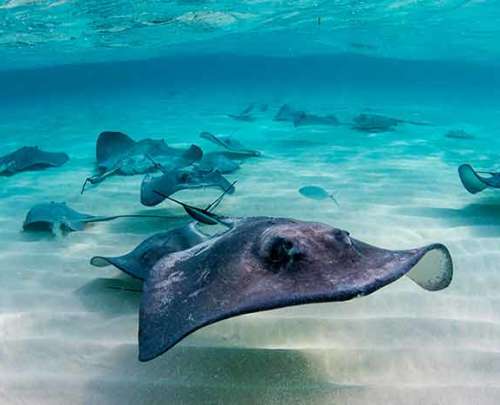 stingray-schooling-sandbar-2 stingray-schooling-sandbar-2